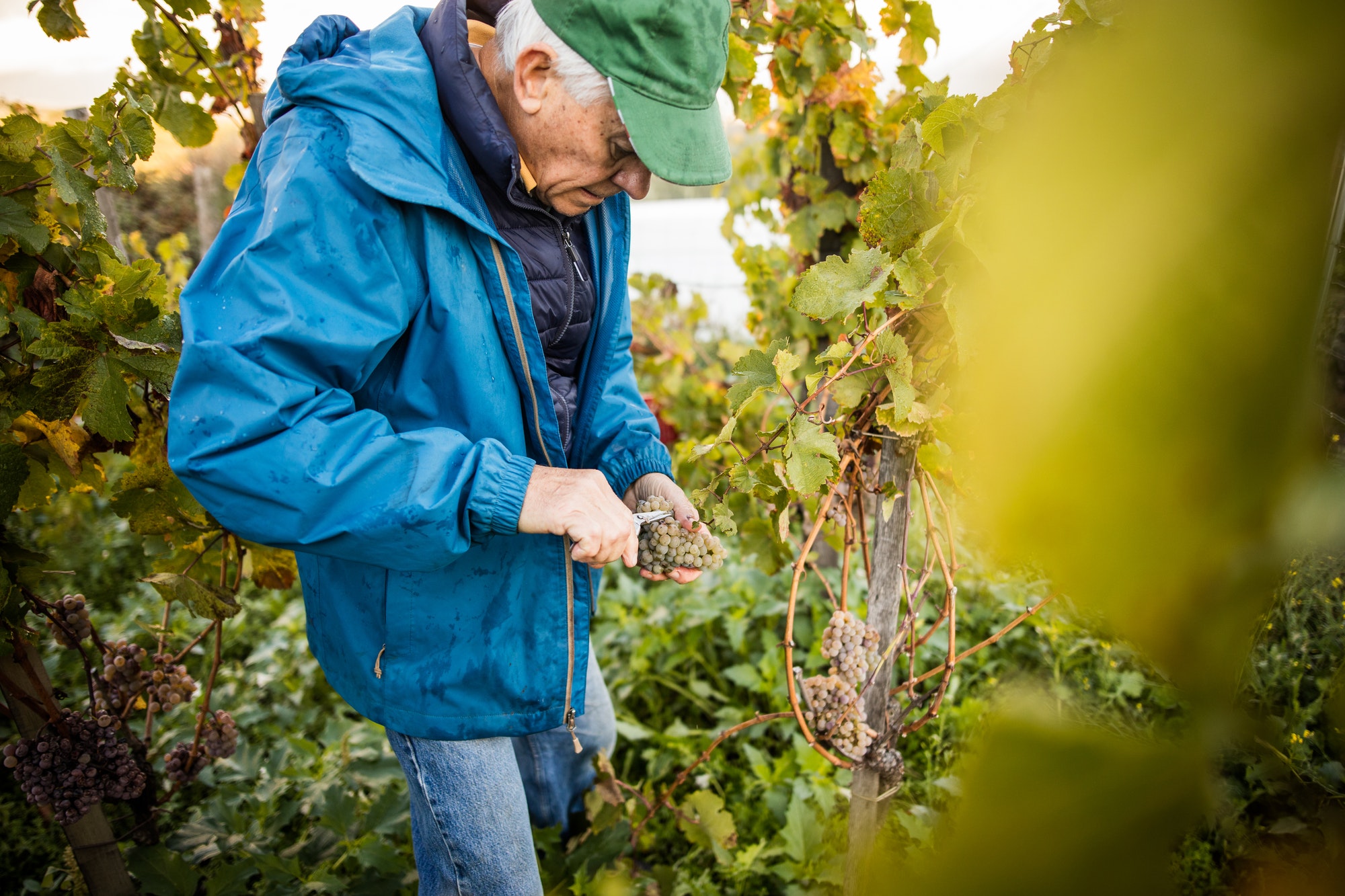 Senior man cutting grapes from vine in vineyard